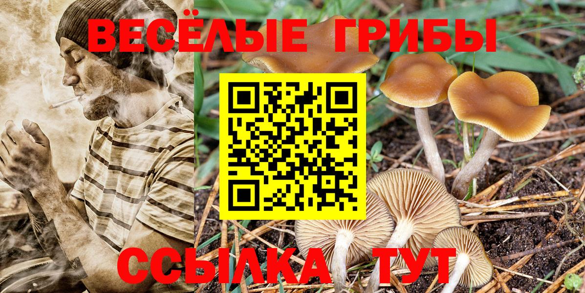 Псилоцибиновые грибы Cubensis Приморско-Ахтарск